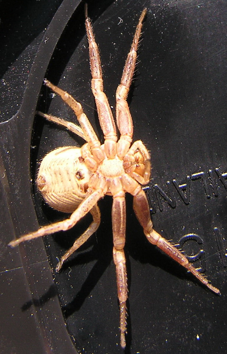 identificazione (Xysticus?)